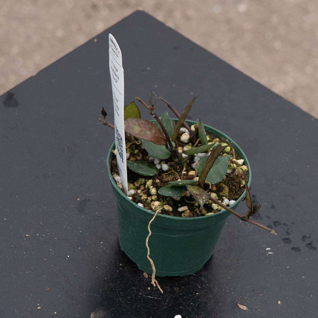 Gabriella Plants Hoya Hoya krohniana 'Black'