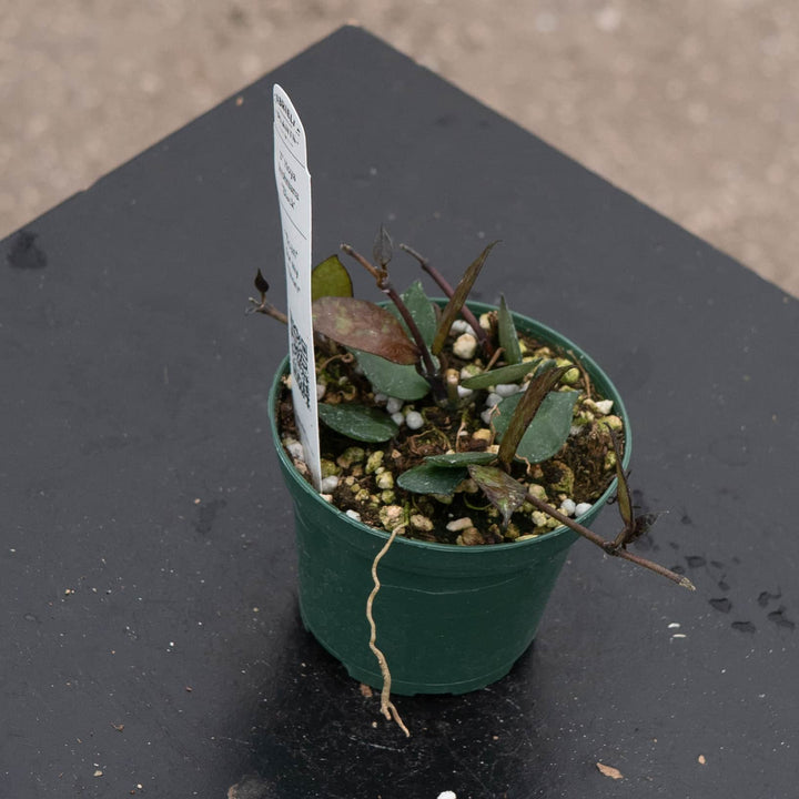 Gabriella Plants Hoya Hoya krohniana 'Black'