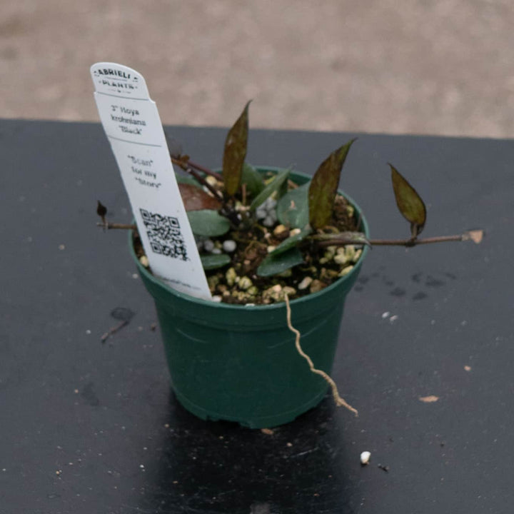Gabriella Plants Hoya Hoya krohniana 'Black'