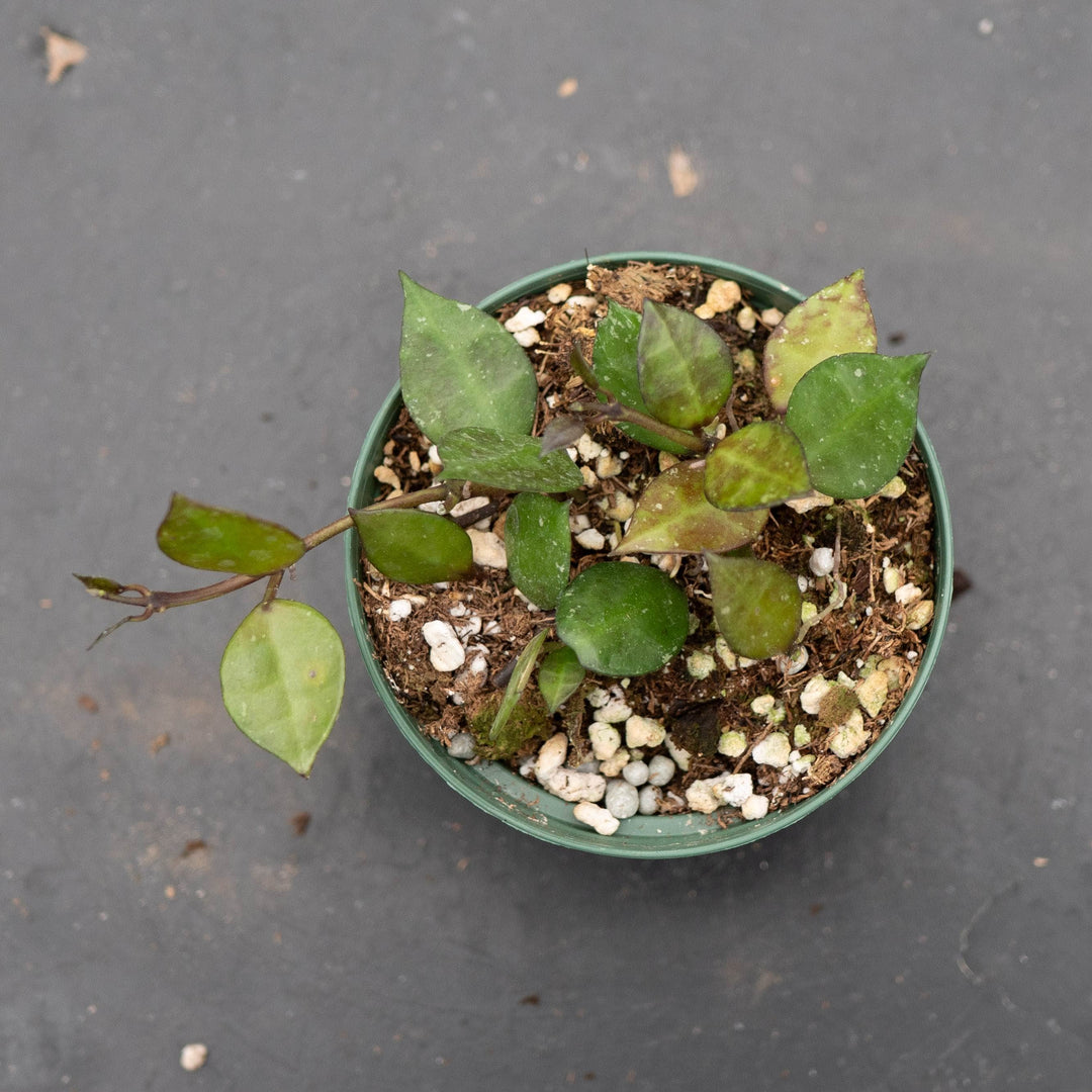 Gabriella Plants Hoya Hoya krohniana &