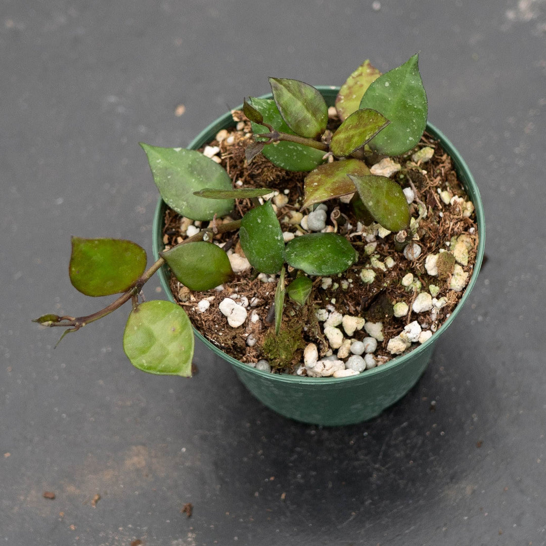 Gabriella Plants Hoya Hoya krohniana &