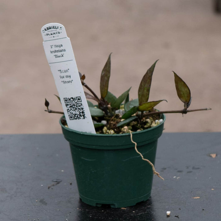 Gabriella Plants Hoya 3" Hoya krohniana 'Black'