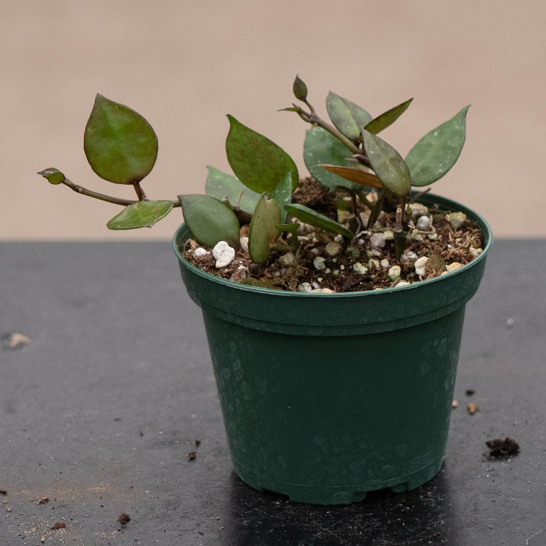Gabriella Plants Hoya 3" Hoya krohniana 'Black'