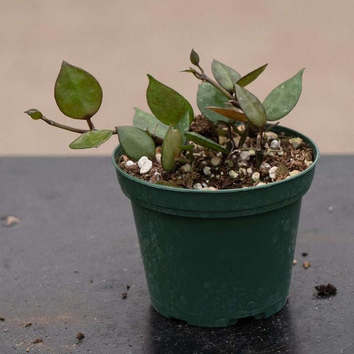 Gabriella Plants Hoya 3" Hoya krohniana &
