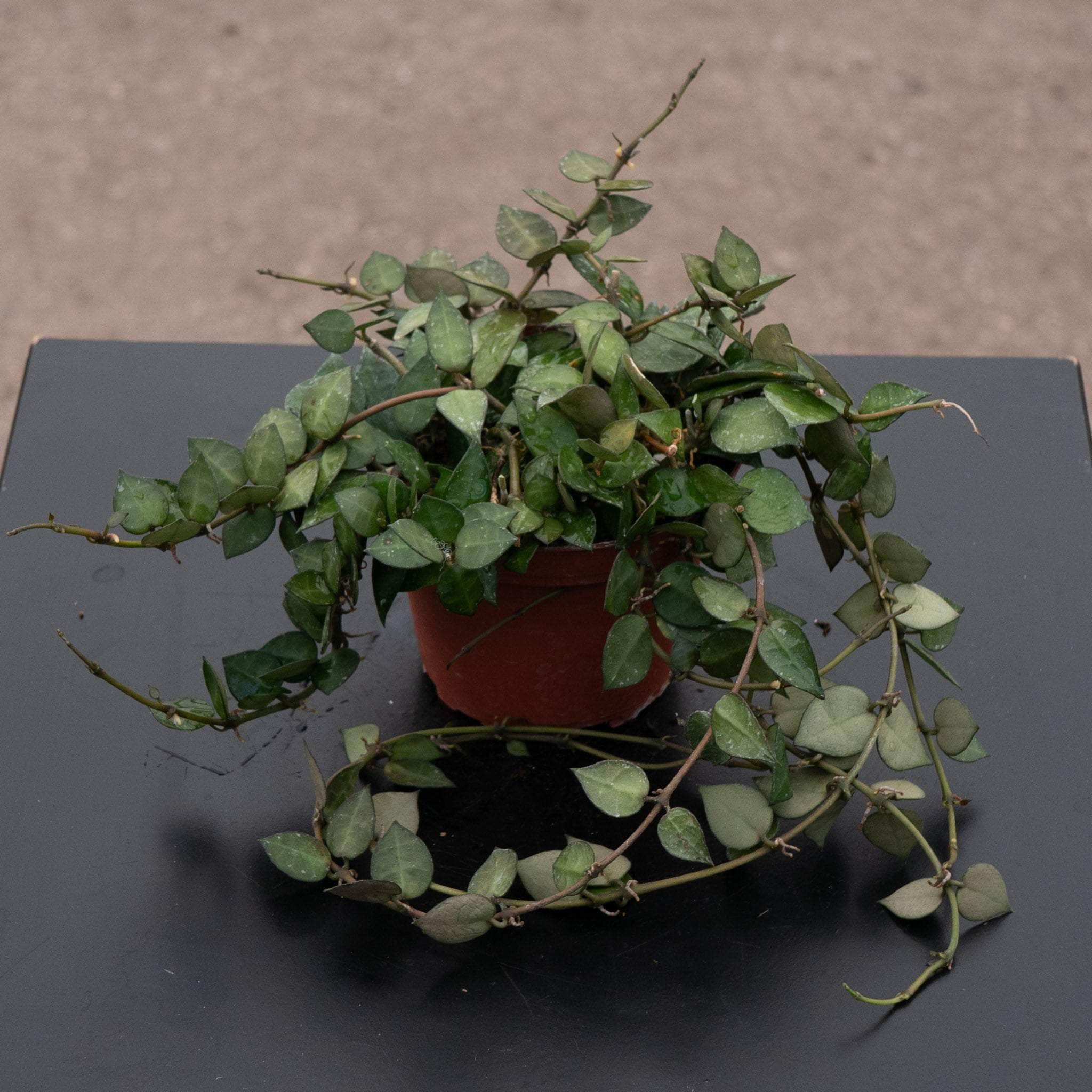 Hoya krohniana 'Splash' - Gabriella Plants