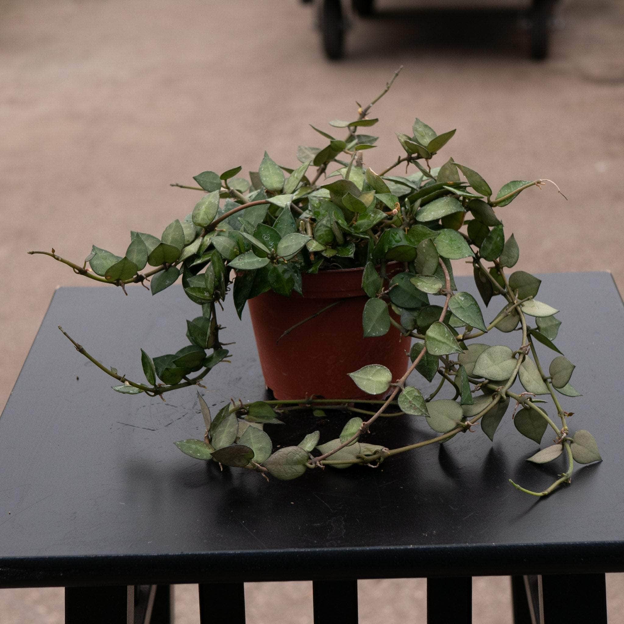 Hoya krohniana 'Splash' - Gabriella Plants