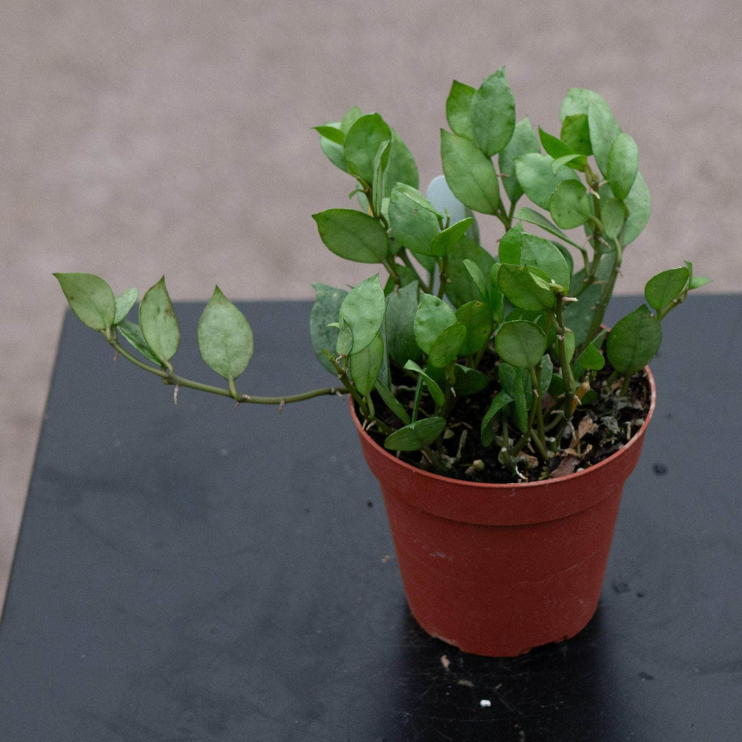 Gabriella Plants Hoya 4" Hoya krohniana 'Super Silver'