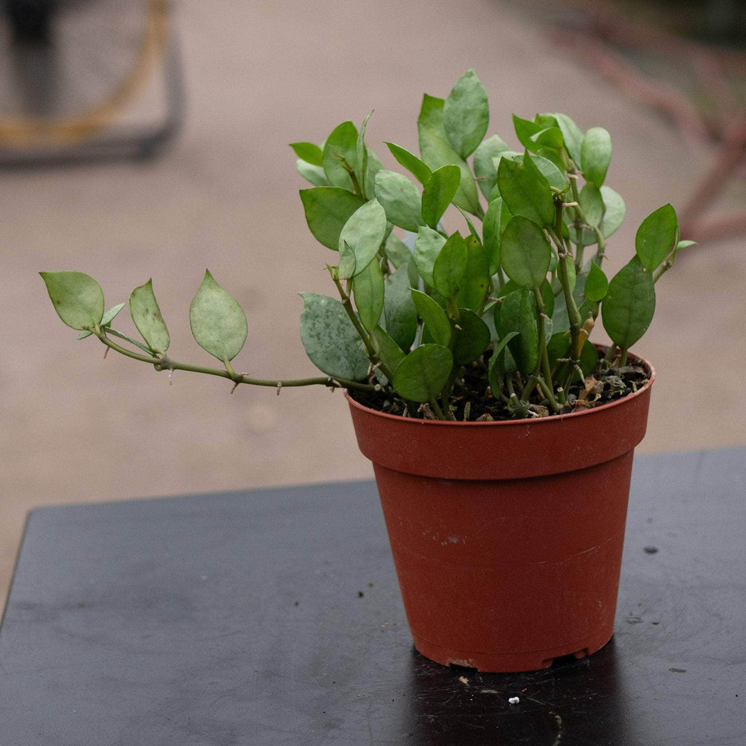 Gabriella Plants Hoya 4" Hoya krohniana 'Super Silver'