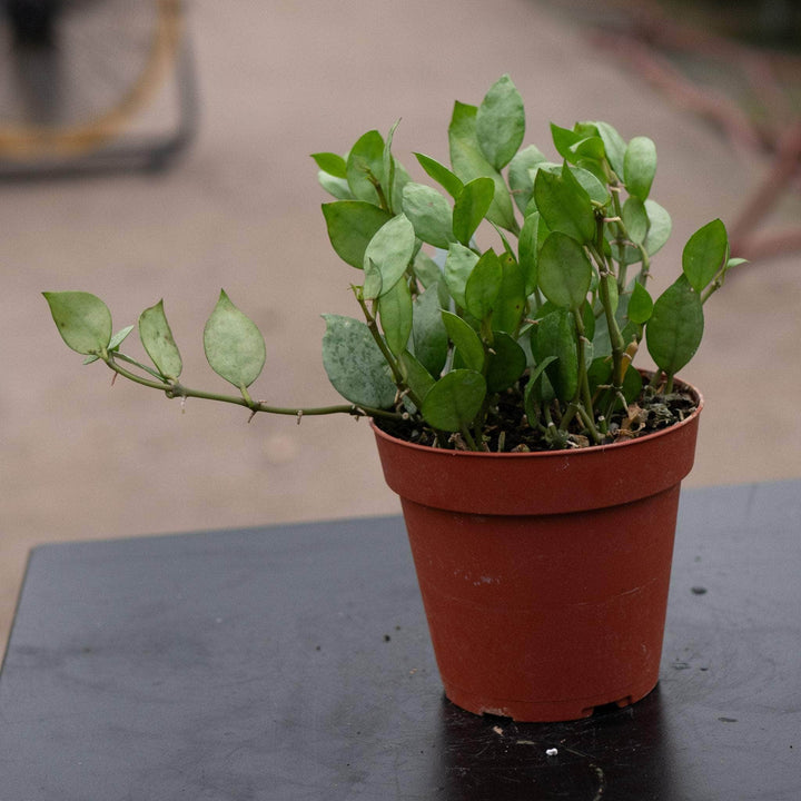 Gabriella Plants Hoya 4" Hoya krohniana 'Super Silver'