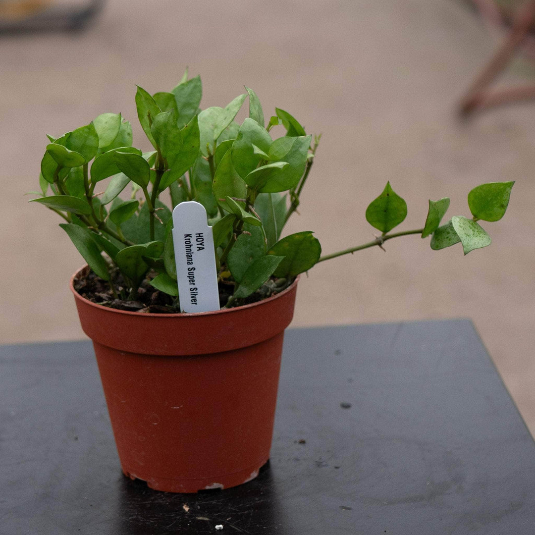 Gabriella Plants Hoya 4" Hoya krohniana 'Super Silver'