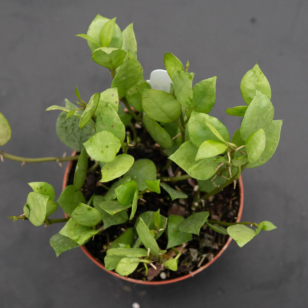 Gabriella Plants Hoya 4" Hoya krohniana 'Super Silver'