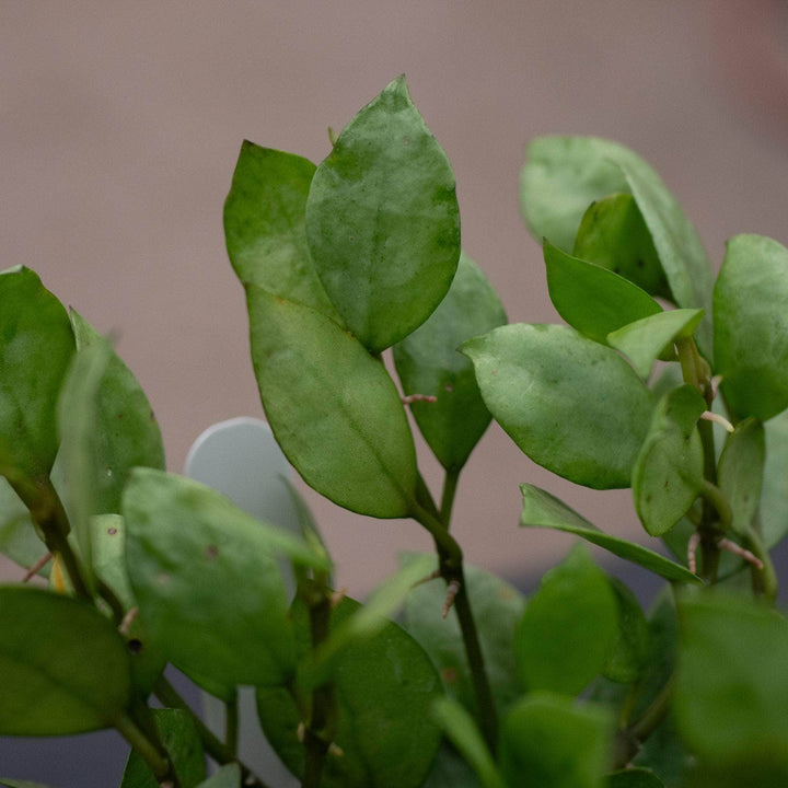 Gabriella Plants Hoya 4" Hoya krohniana 'Super Silver'