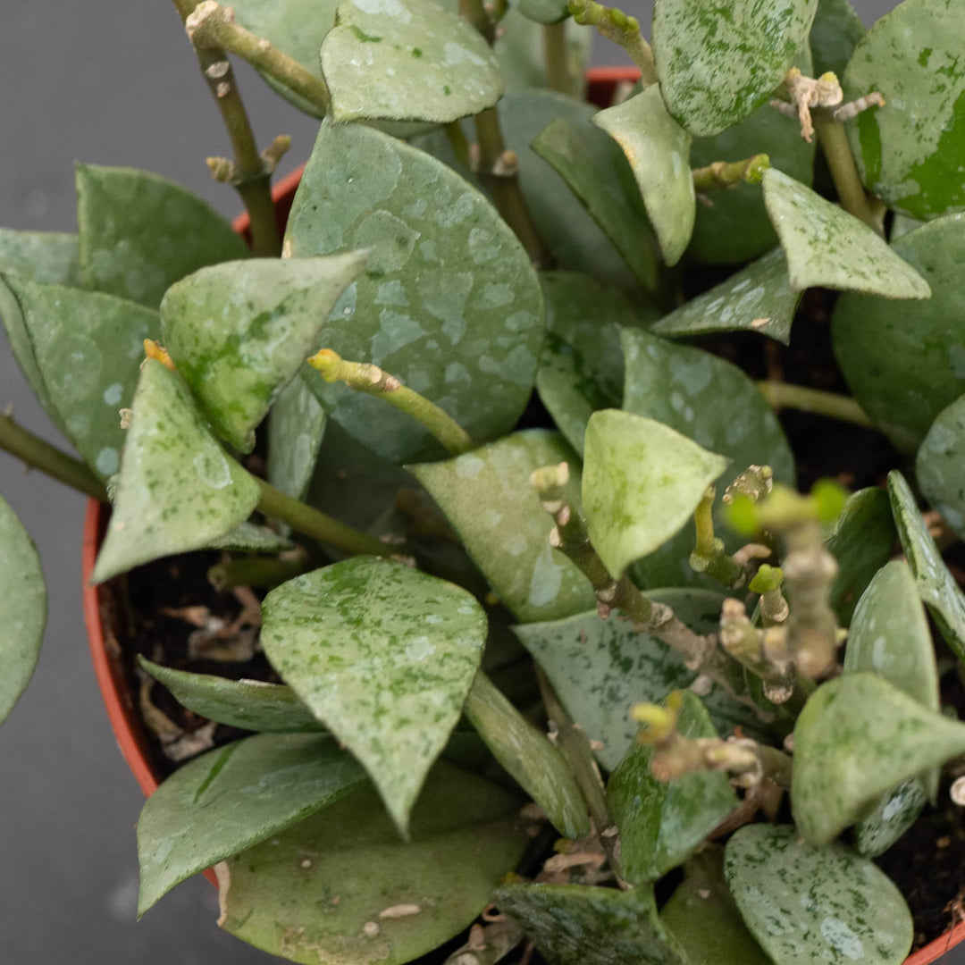 Gabriella Plants Hoya 4" Hoya krohniana 'Super Silver'