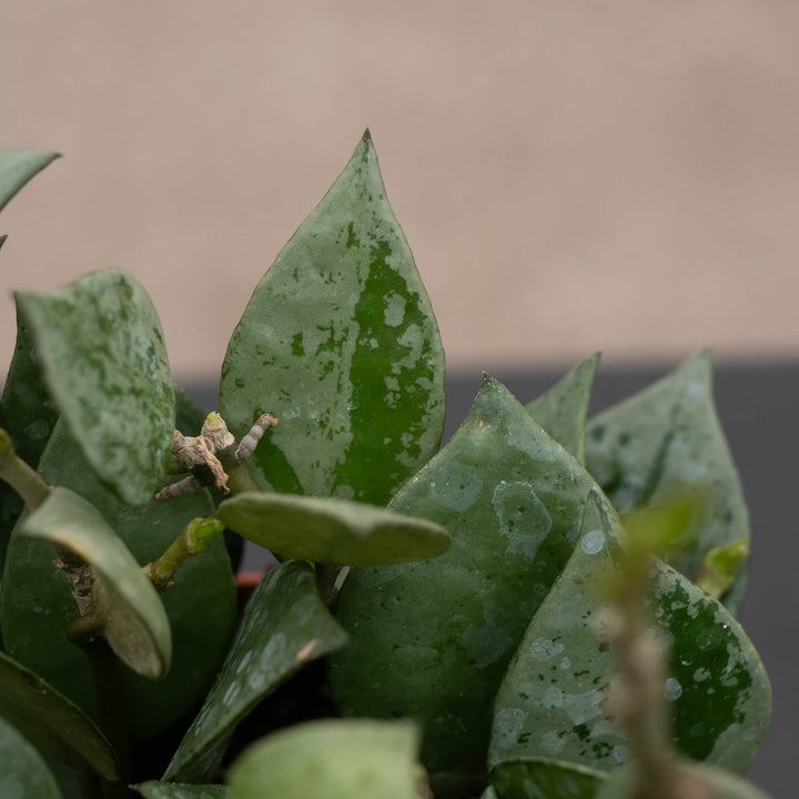 Gabriella Plants Hoya 4" Hoya krohniana 'Super Silver'