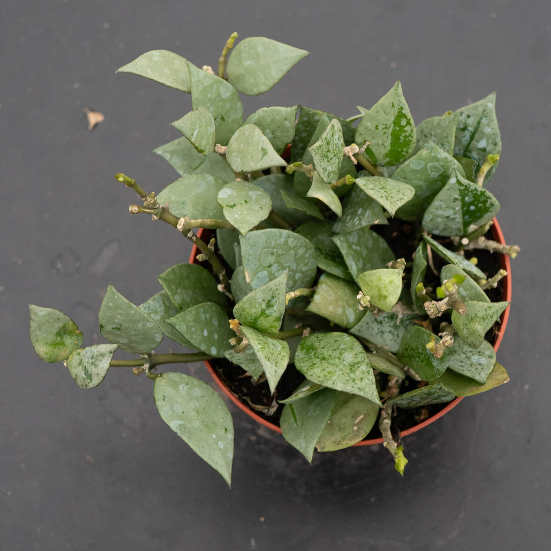 Gabriella Plants Hoya 4" Hoya krohniana 'Super Silver'