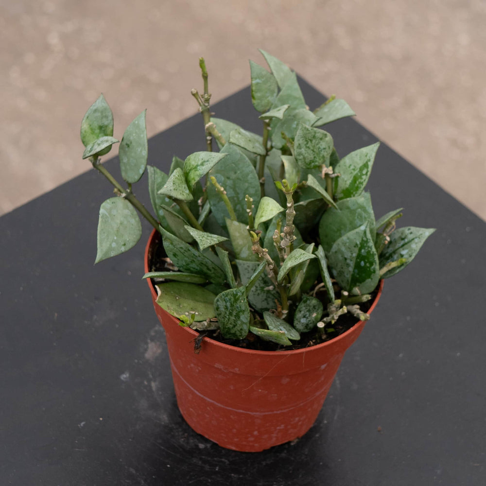 Gabriella Plants Hoya 4" Hoya krohniana 'Super Silver'