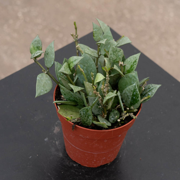 Gabriella Plants Hoya 4" Hoya krohniana 'Super Silver'