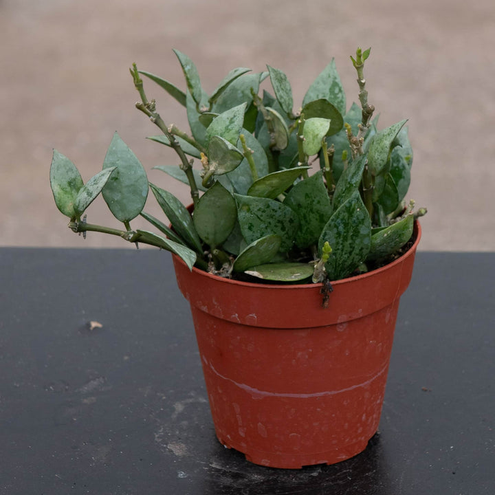 Gabriella Plants Hoya 4" Hoya krohniana 'Super Silver'