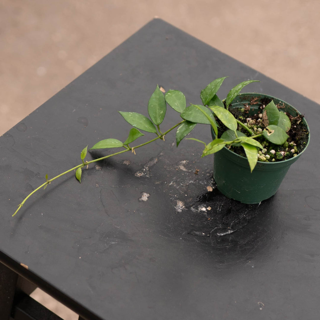 Gabriella Plants Hoya Hoya lacunosa