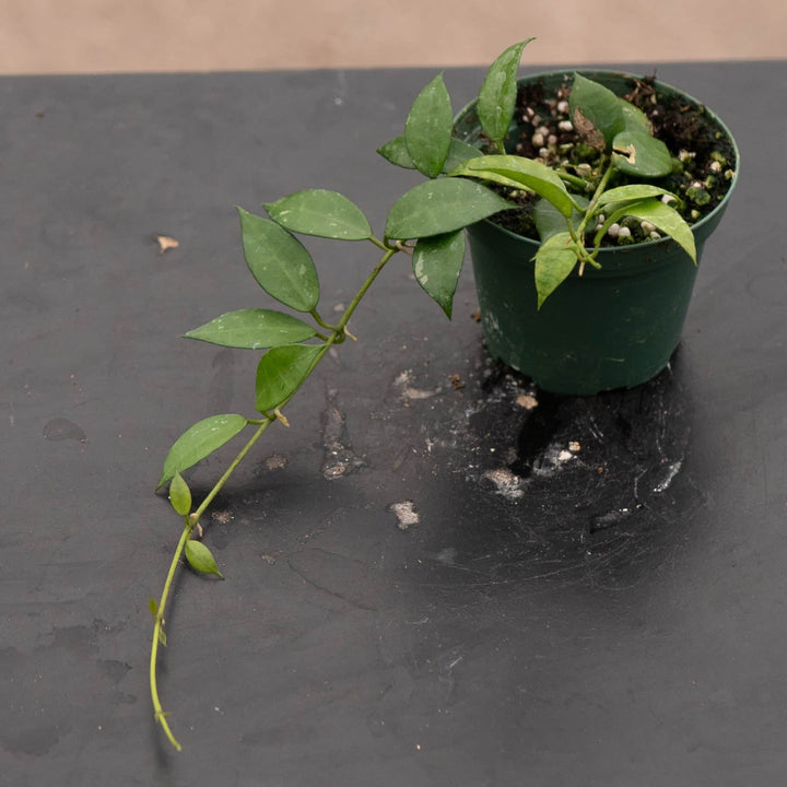 Gabriella Plants Hoya Hoya lacunosa