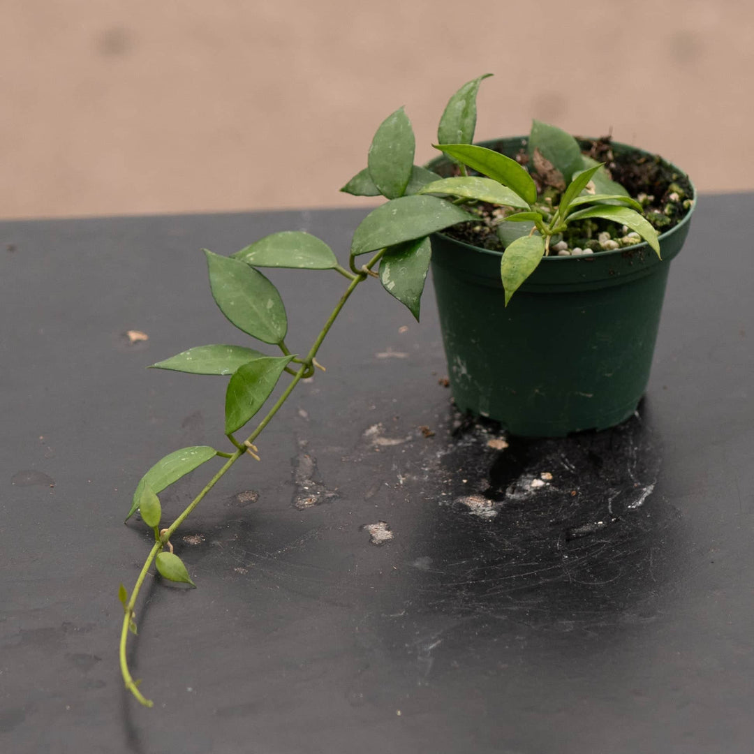 Gabriella Plants Hoya 3” Hoya lacunosa