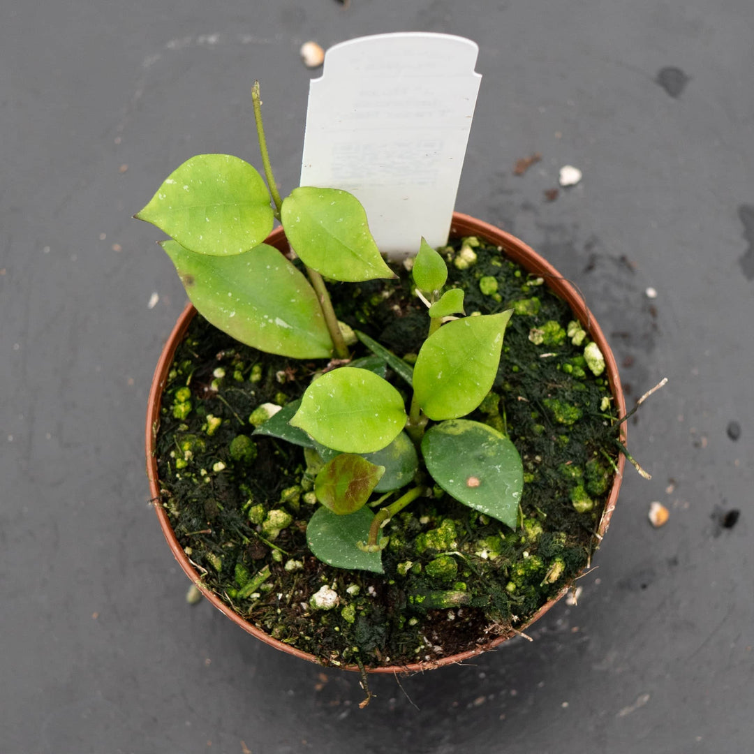 Gabriella Plants Hoya 3" Hoya lacunosa 'Fraser Hills'