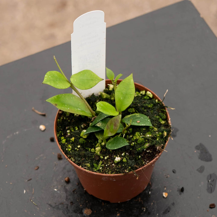 Gabriella Plants Hoya 3" Hoya lacunosa 'Fraser Hills'