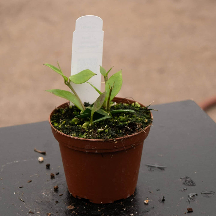 Gabriella Plants Hoya 3" Hoya lacunosa 'Fraser Hills'