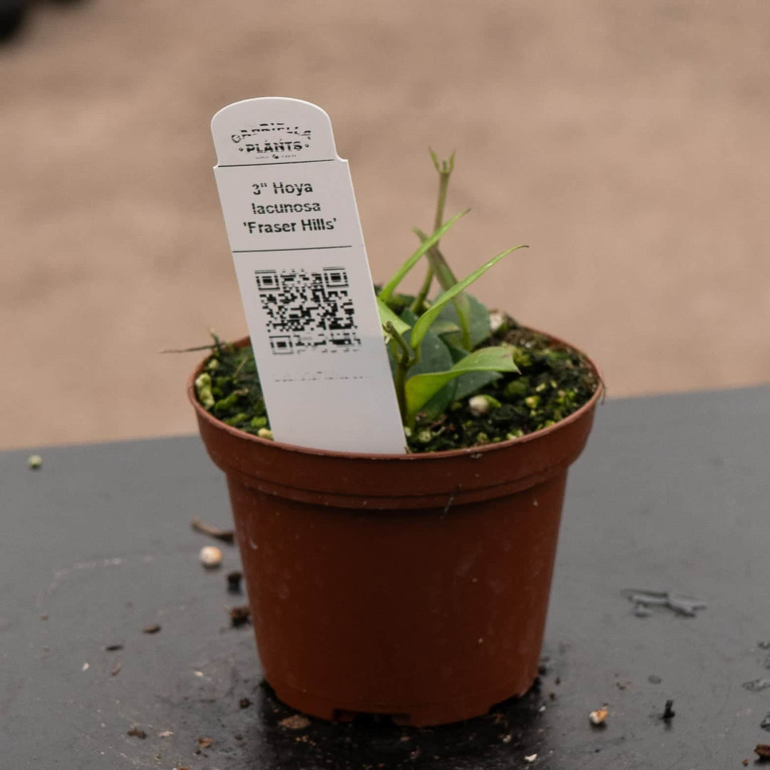 Gabriella Plants Hoya 3" Hoya lacunosa 'Fraser Hills'