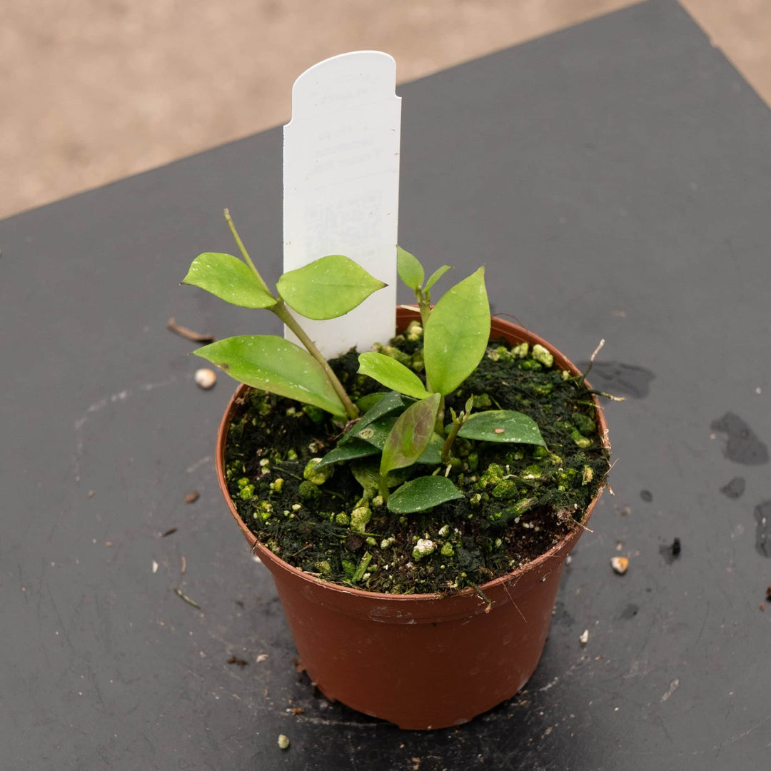 Gabriella Plants Hoya 3" Hoya lacunosa 'Fraser Hills'