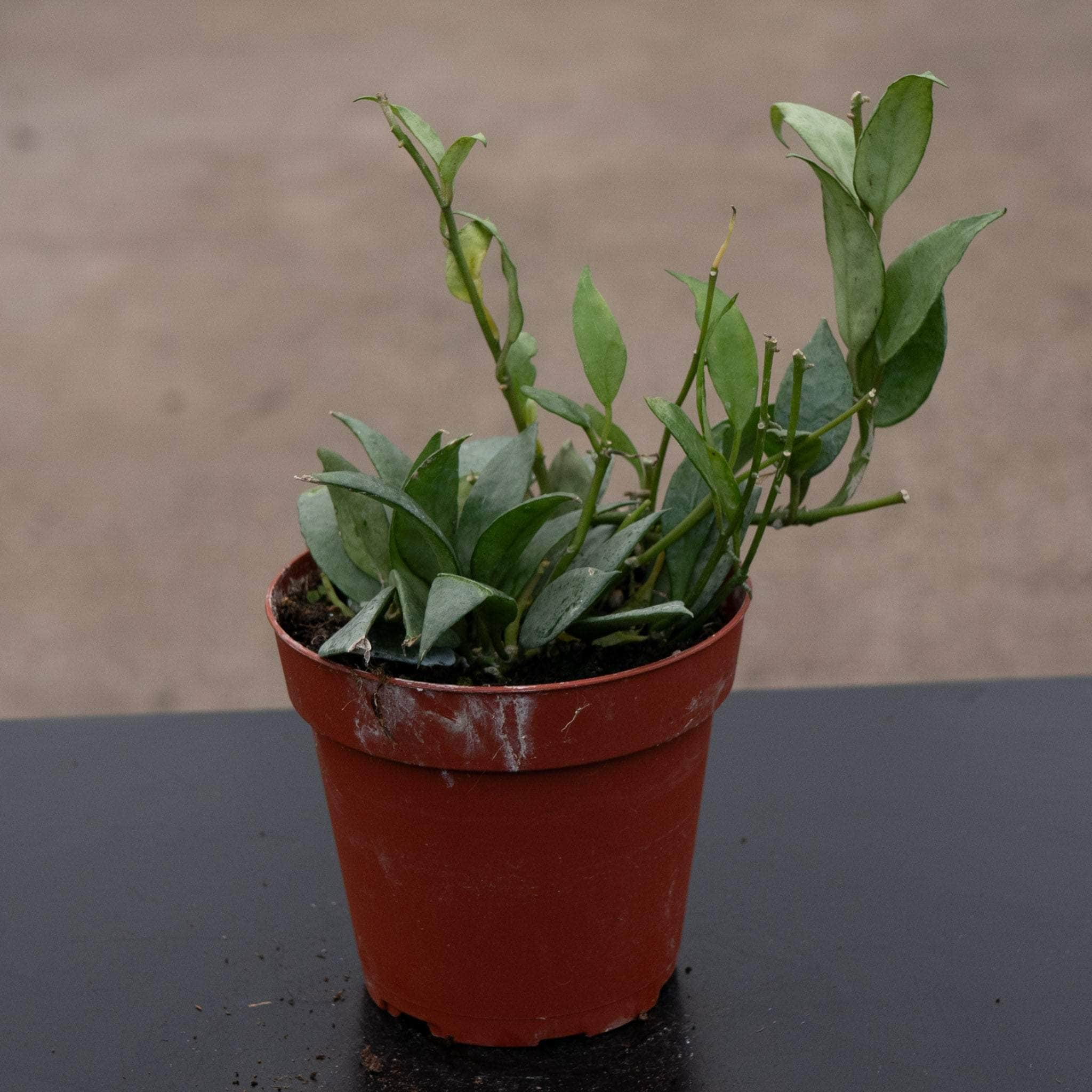 Hoya lacunosa 'Mint' – Gabriella Plants