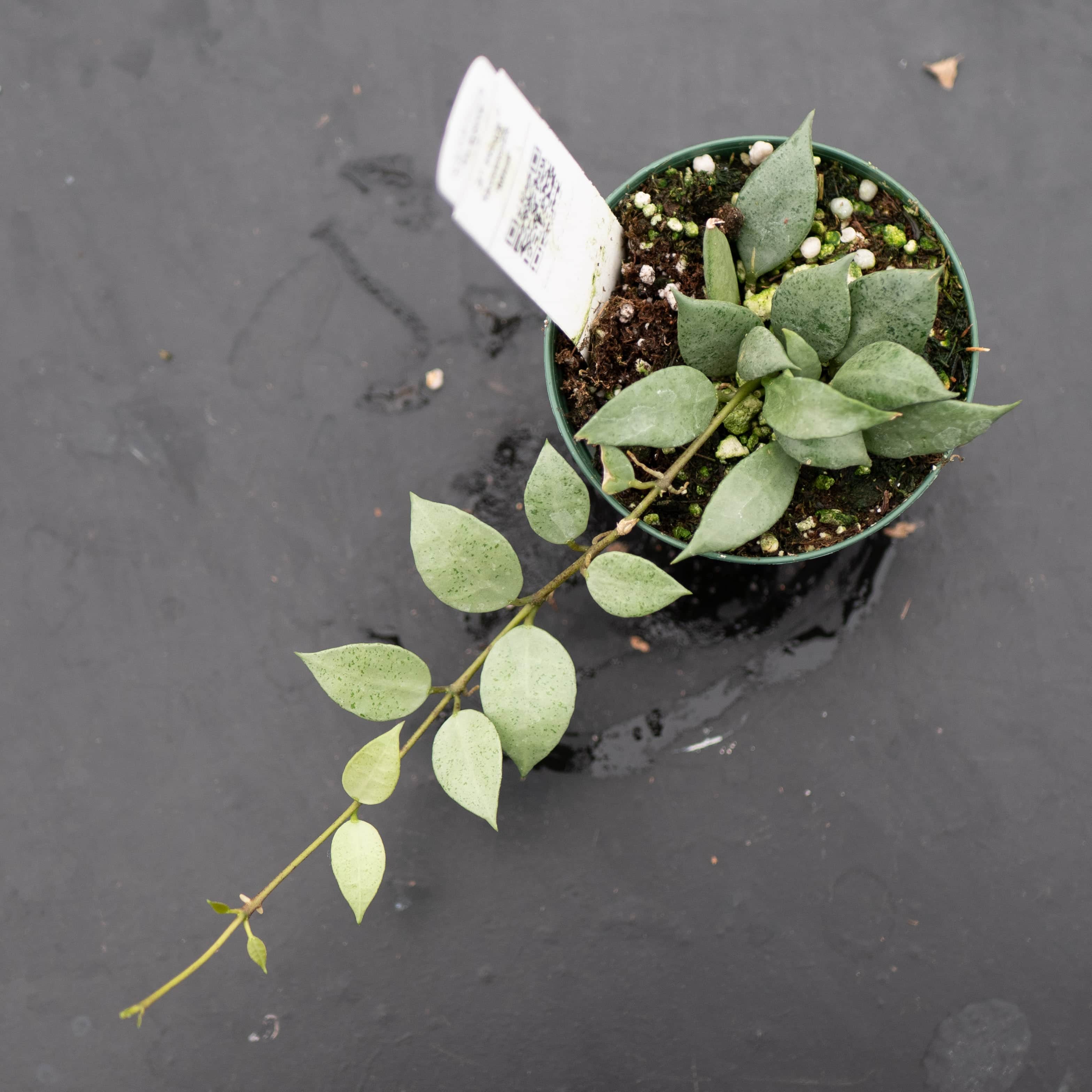 Hoya lacunosa 'Mint' - Gabriella Plants