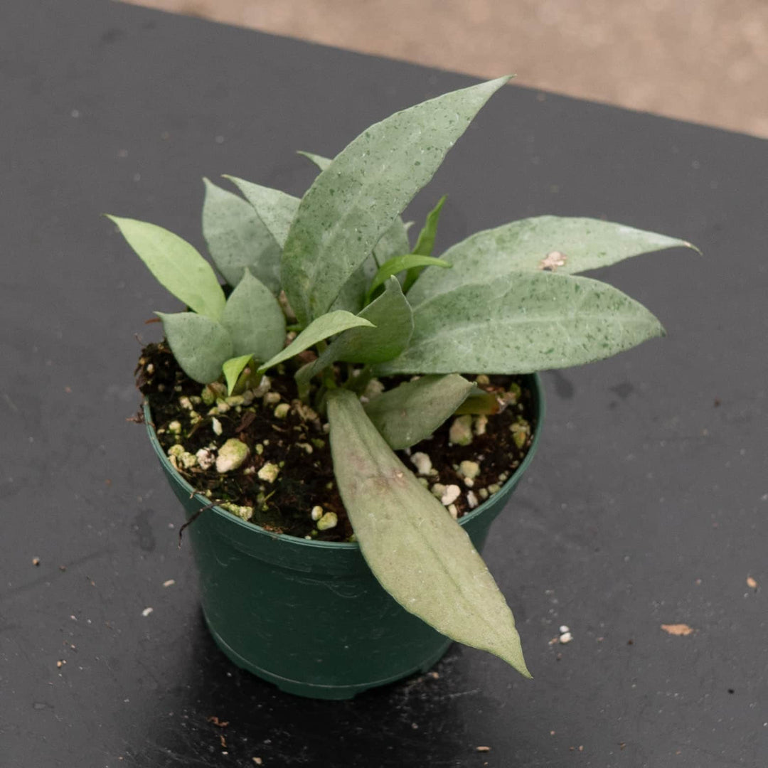 Gabriella Plants Hoya 3" Hoya lacunosa 'Mint'