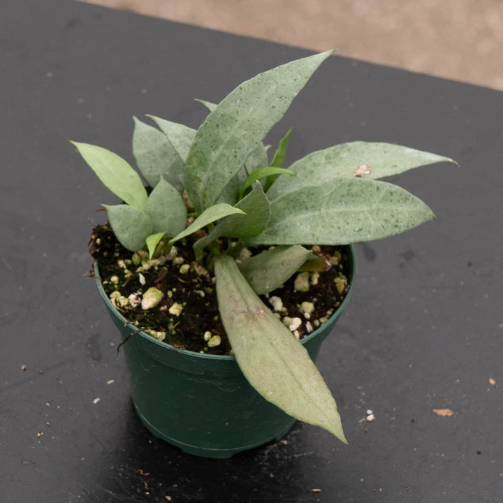Gabriella Plants Hoya 3" Hoya lacunosa 'Mint'