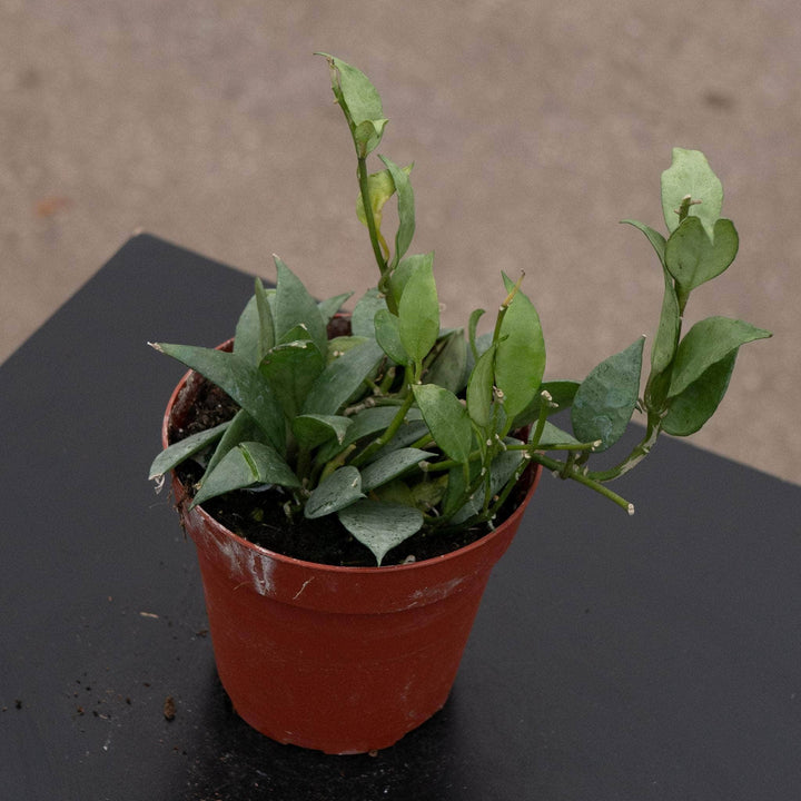 Gabriella Plants Hoya 4" Hoya lacunosa 'Mint'