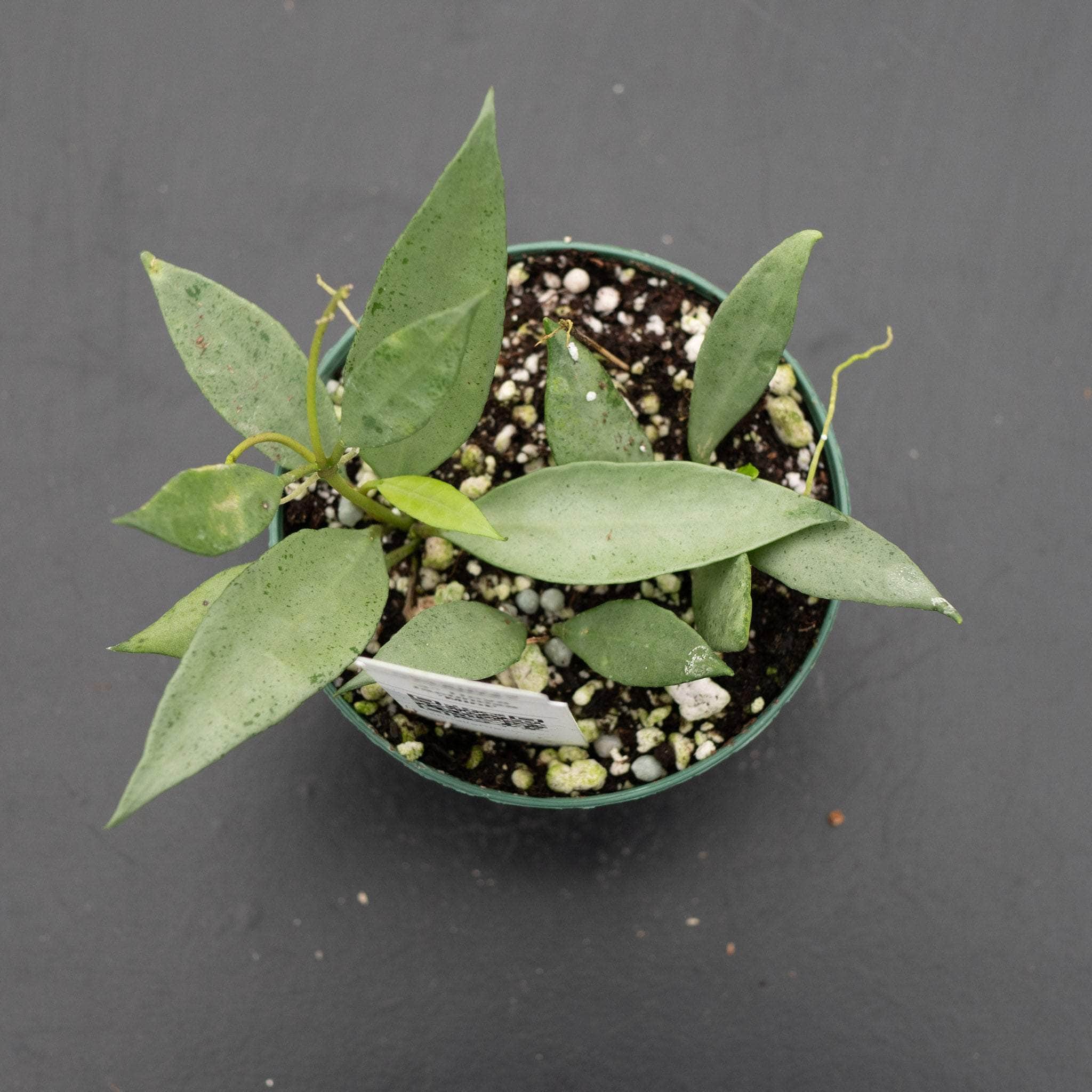 gabriella-plants-hoya-lacunosa