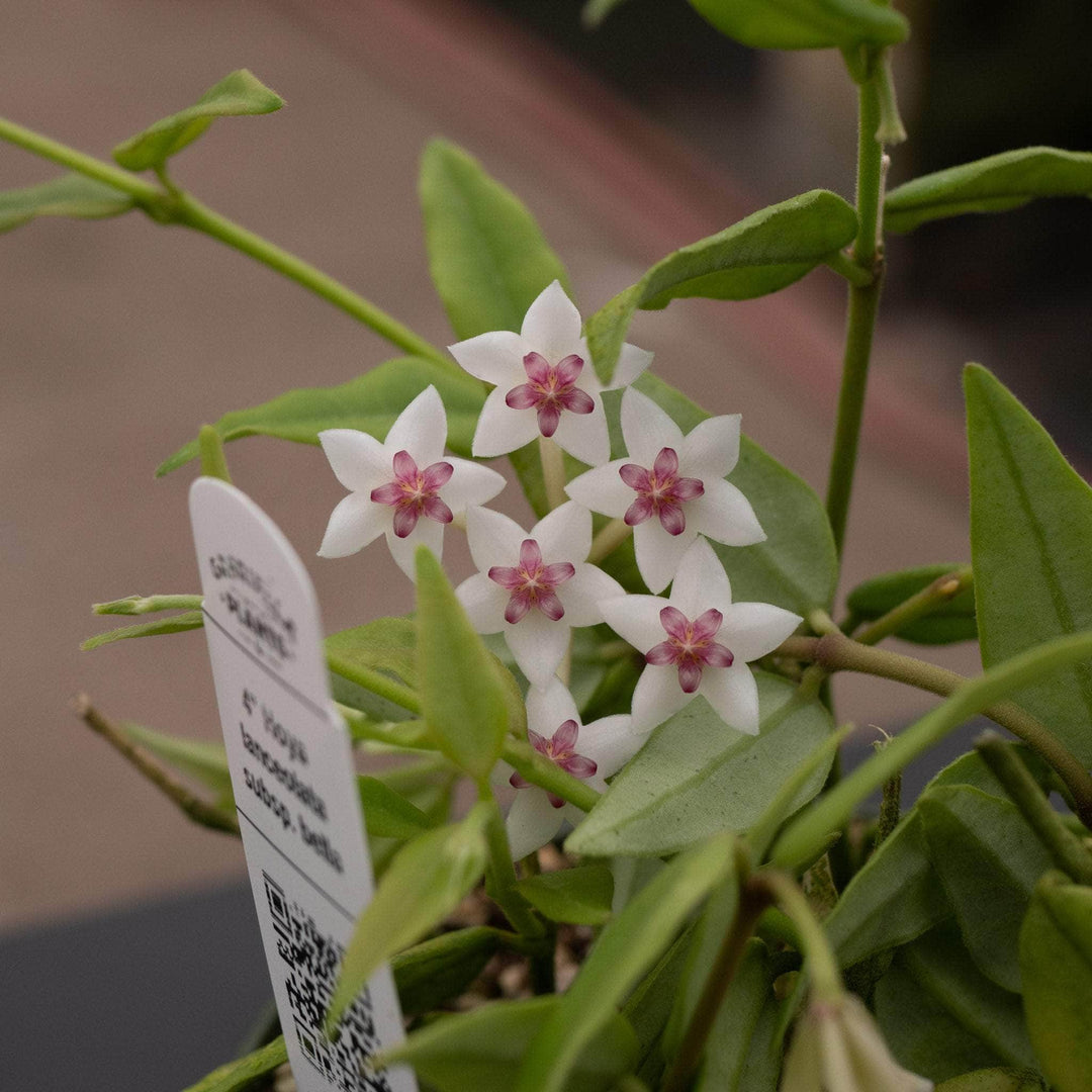 Gabriella Plants Hoya Hoya lanceolata subsp. bella