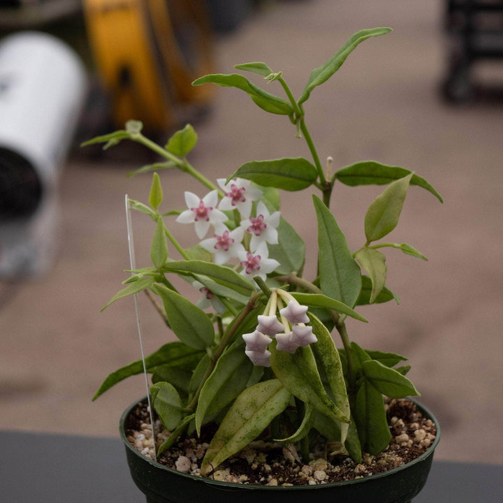 Gabriella Plants Hoya Hoya lanceolata subsp. bella