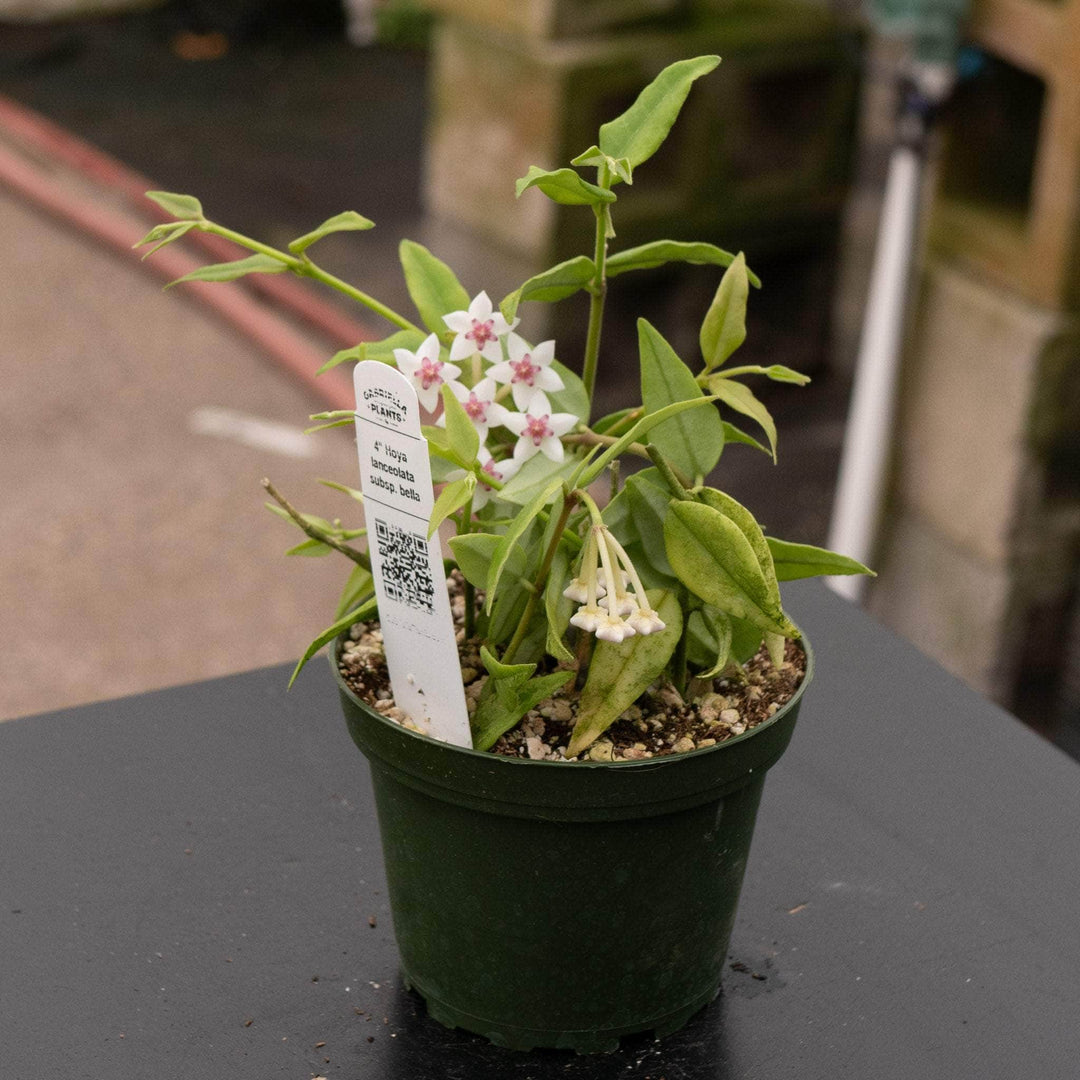 Gabriella Plants Hoya Hoya lanceolata subsp. bella