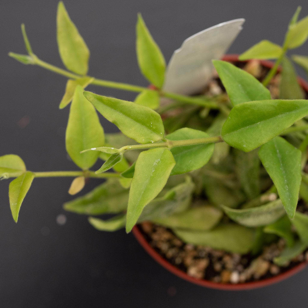 Gabriella Plants Hoya Hoya lanceolata subsp. bella
