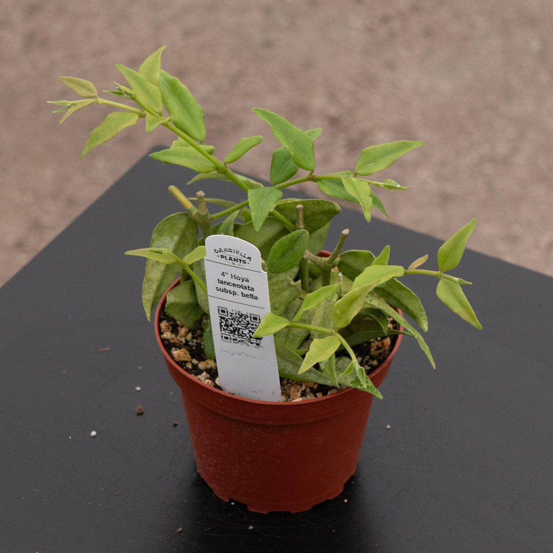 Gabriella Plants Hoya Hoya lanceolata subsp. bella