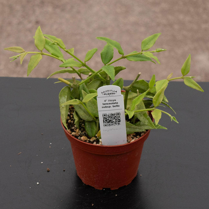 Gabriella Plants Hoya Hoya lanceolata subsp. bella