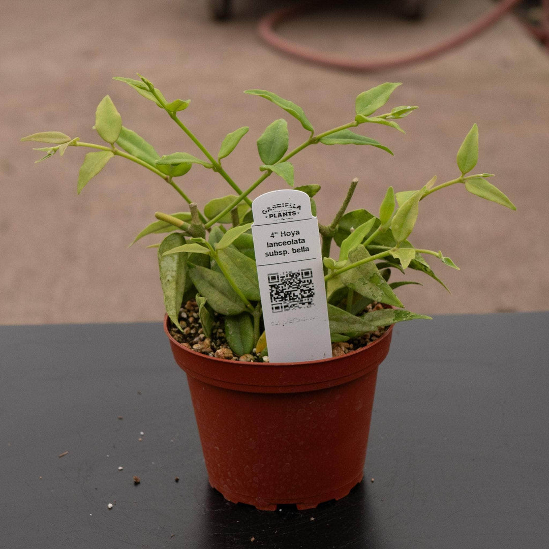 Gabriella Plants Hoya Hoya lanceolata subsp. bella