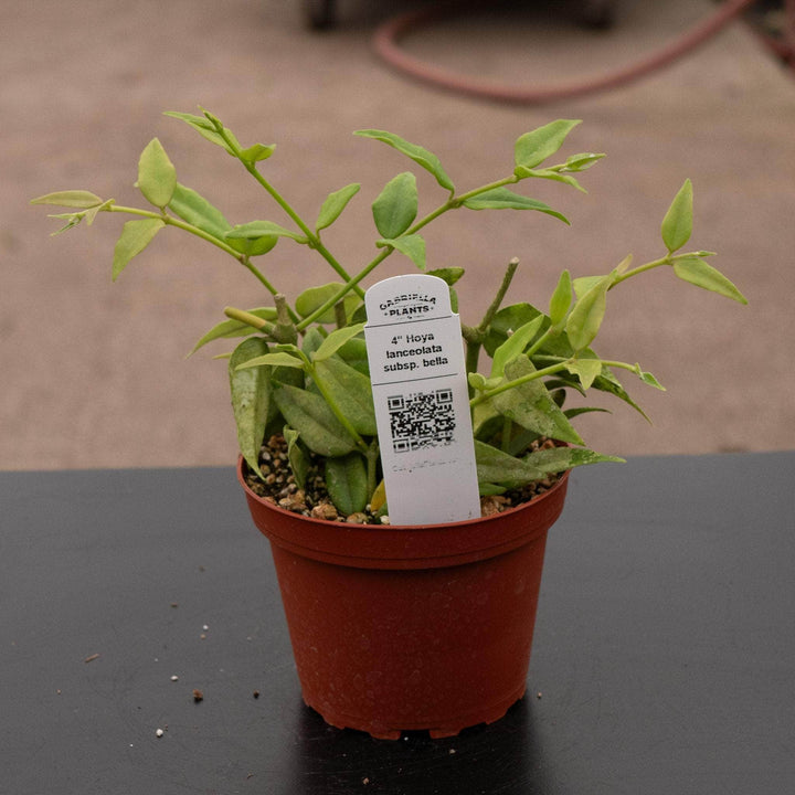 Gabriella Plants Hoya Hoya lanceolata subsp. bella