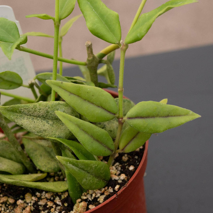 Gabriella Plants Hoya Hoya lanceolata subsp. bella