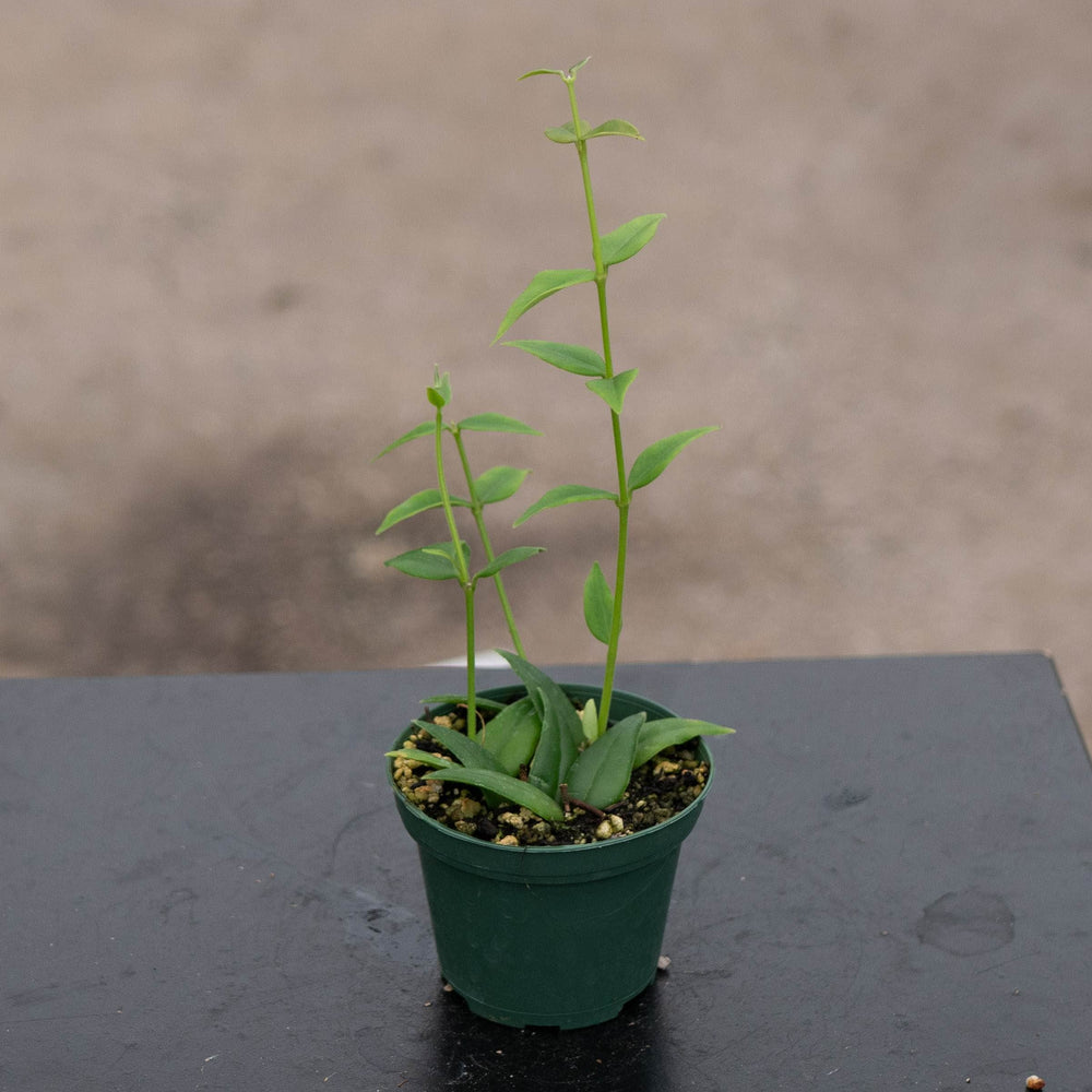 Gabriella Plants Hoya Hoya lanceolata subsp. bella