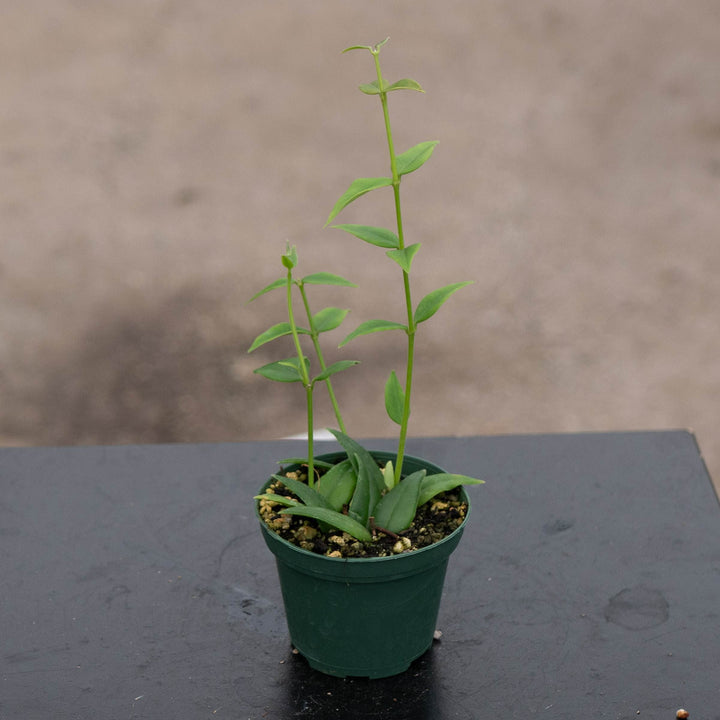 Gabriella Plants Hoya Hoya lanceolata subsp. bella