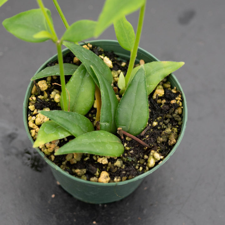 Gabriella Plants Hoya Hoya lanceolata subsp. bella