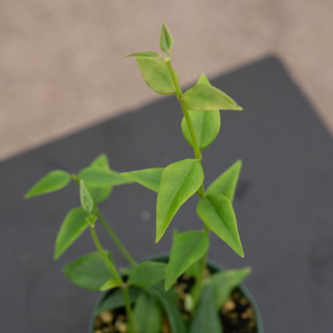 Gabriella Plants Hoya Hoya lanceolata subsp. bella