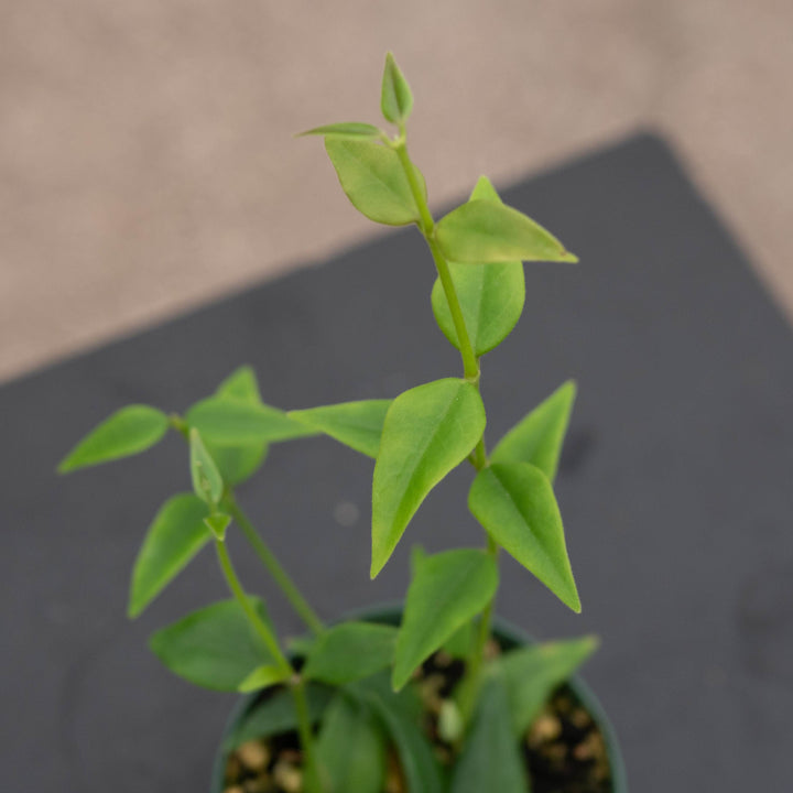 Gabriella Plants Hoya Hoya lanceolata subsp. bella